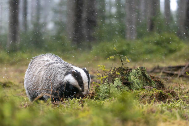 istock European Badger is searching for food 1219585309