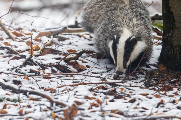 European Badger is searching for food in the snow forest.