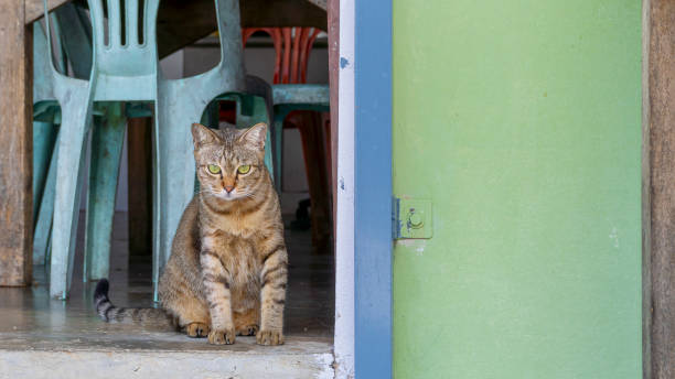istock A cat sitting at the door 1219585923