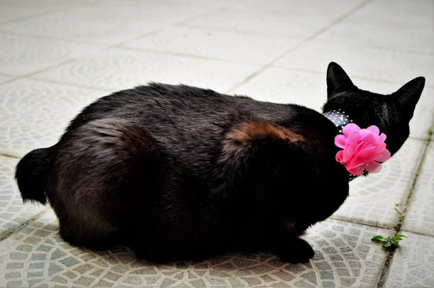 A black ribbon kitten with white ball and pink flower in garage