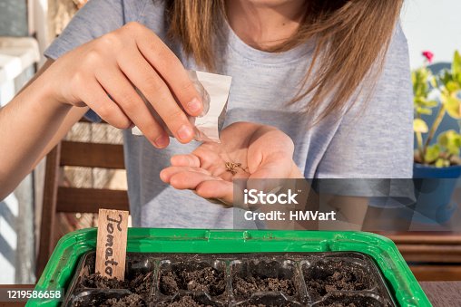 istock Close Up Girl on Balcony in Springtime Sowing Organic Vegetables Seeds for Vegetable Garden 1219586658