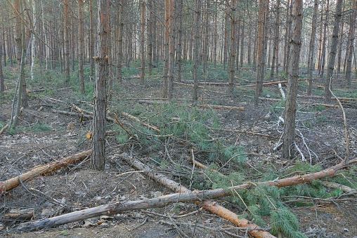 cut logs and branches among pine trees in the felling and clearing of forests