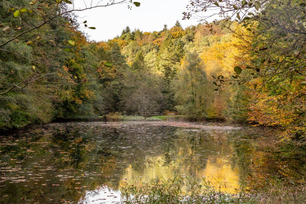 istock Lake in black forest with autumn leaves 1219589208