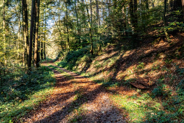 istock Trail in black forest with autumn leaves 1219589434