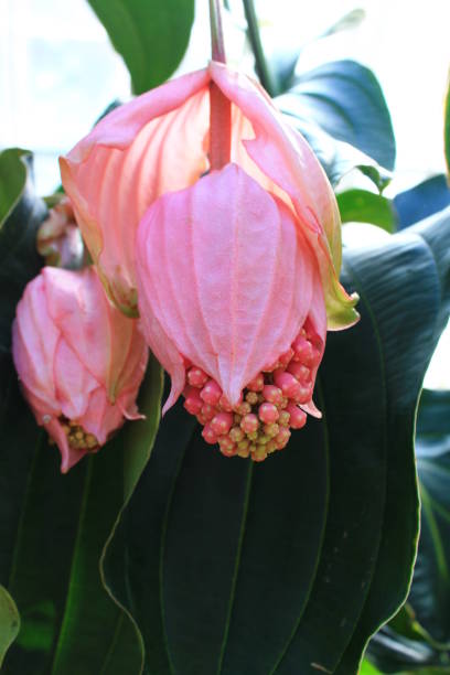 Beautiful pink flower medinilla