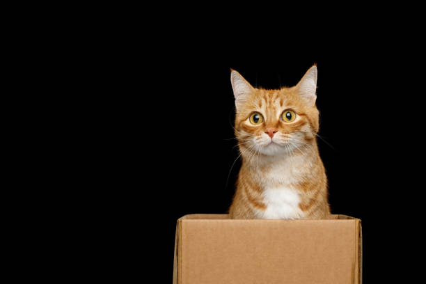 istock Funny cat looking out of the box 1219591092