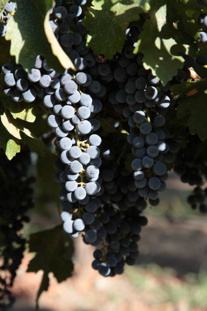 uvas de vino en la vid en el viñedo napa valley, california, ee.uu. - napa grape vineyard vine fotografías e imágenes de stock