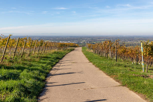 istock Varnhalt vineyard with road and valley in background 1219591266
