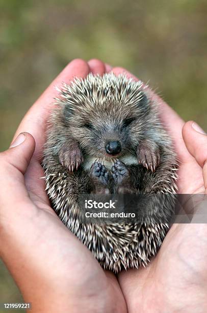 Foto de Ouriçocacheiro e mais fotos de stock de Ouriço-cacheiro - Insetívoro - Ouriço-cacheiro - Insetívoro, Pessoas, Animal selvagem