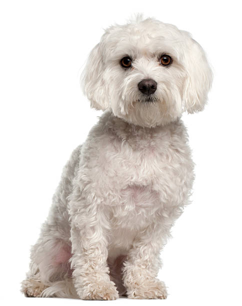 Front view of Maltese, two years old, sitting, white background.  maltese dog stock pictures, royalty-free photos & images
