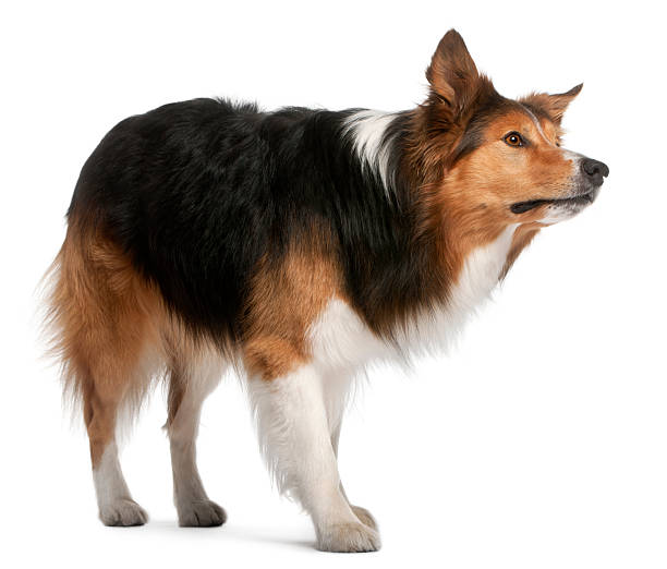 istock Male Border Collie, three years old, standing, white background. 121959239