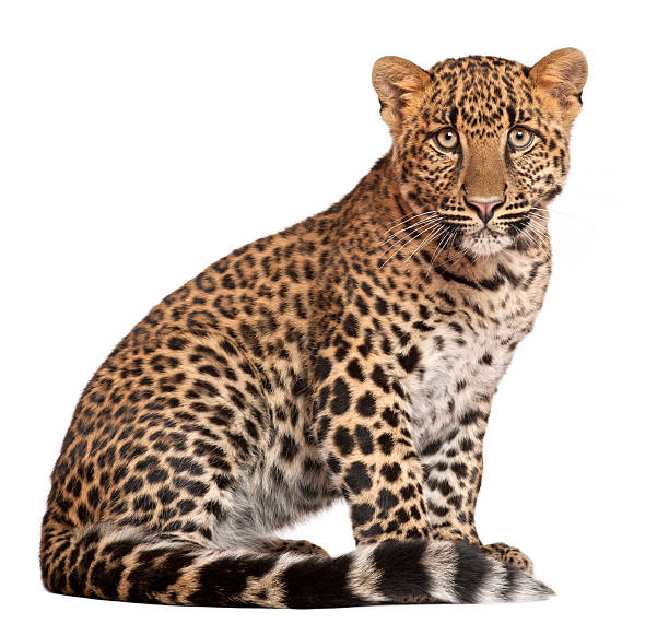 istock Leopard, Panthera pardus, six months old, sitting, white background. 121959241