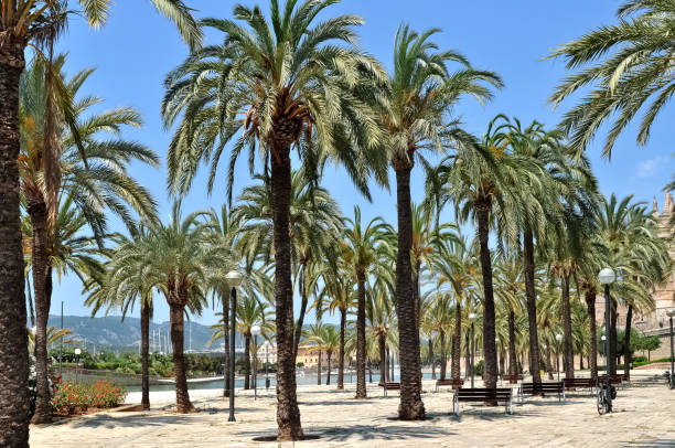 istock Palm tree alley in Palma de Mallorca, Spain 1219592559