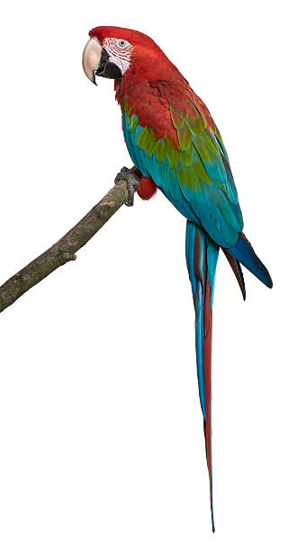 istock Red and green Macaw perching on branch 121959261