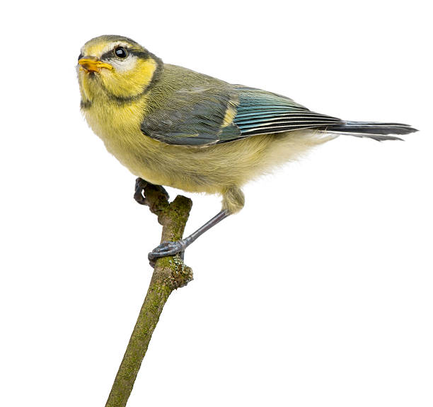 istock Blue Tit, twenty-three days old, perching on branch, white background. 121959266