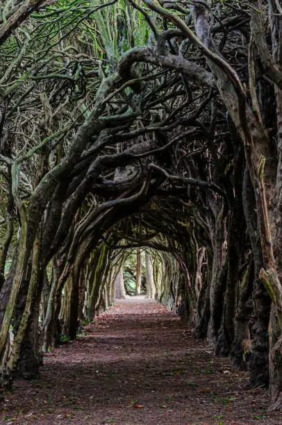 Tree Tunnel made over years by shaping treetrunks to create a tunnel through a forest.