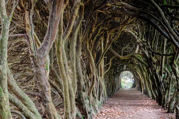 Tree Tunnel made over years by shaping treetrunks to create a tunnel through a forest.