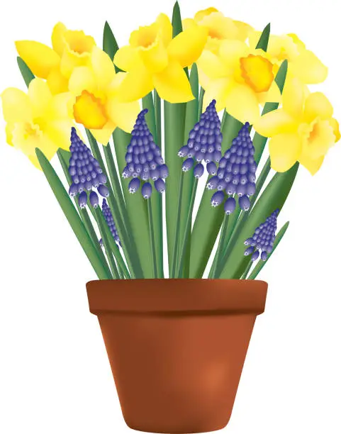 Vector illustration of Daffodils, grape hyacinth and clay pot