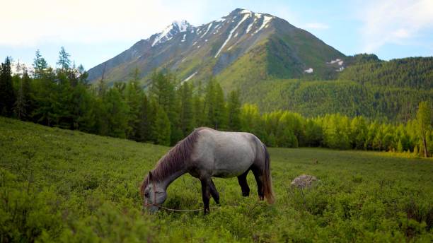 istock A horse is eating grass in a meadow 1219594412