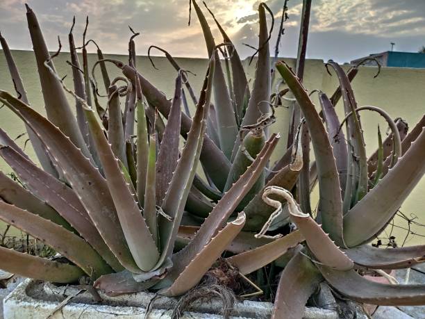 istock Aloevera dry in summer 1219594484