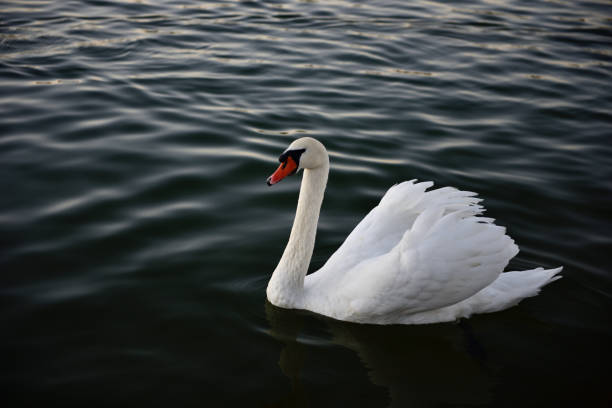 swimming white swan on the dark water