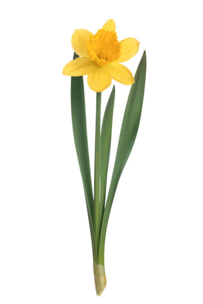 istock Blooming yellow daffodil flower 1219595352