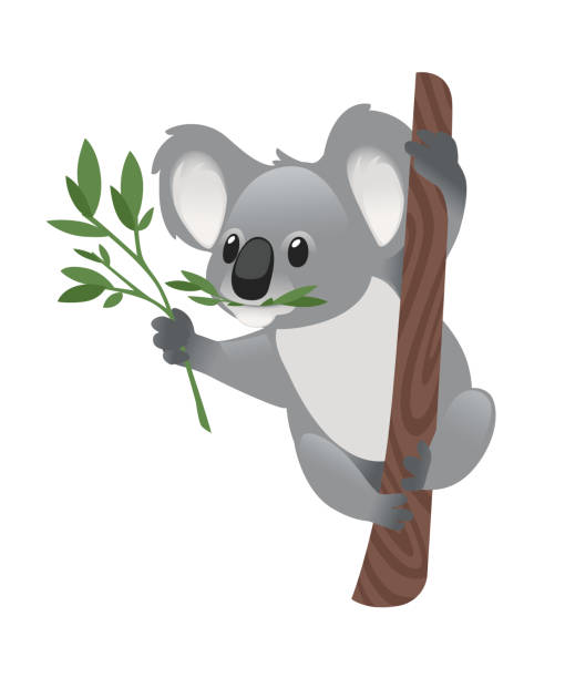 ilustrações, clipart, desenhos animados e ícones de bonito urso coala cinza sentar-se em galho de madeira e comer folhas verdes desenho animal desenho ilustração vetorial plana isolado em fundo branco - koala bear animals in the wild perching