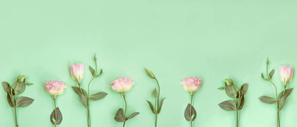 istock Pink eustoma flowers and buds on mint background 1219599037