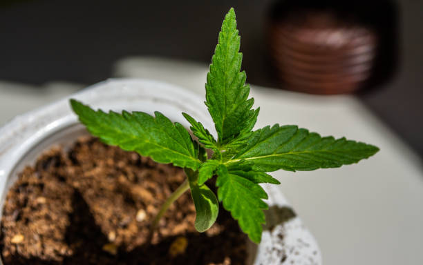 istock Sprouts of Marihuana, little leafs, 2 weeks old 1219599189