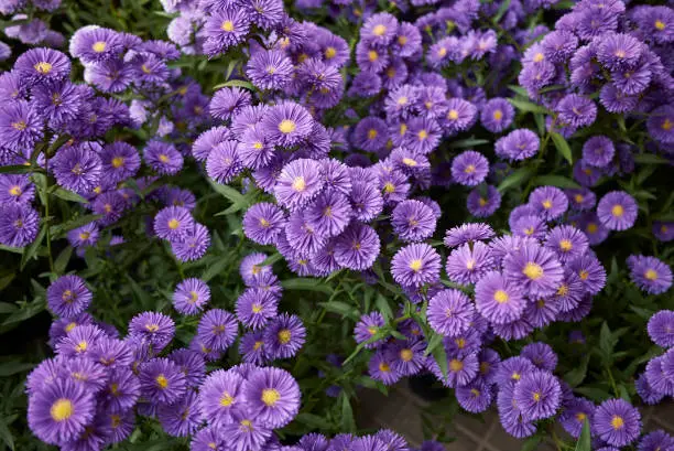 Symphyotrichum novi-belgii in bloom