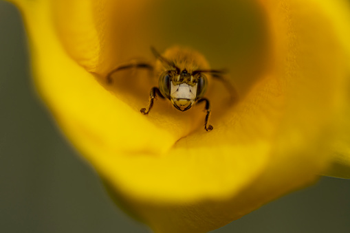 A honey bee seeking shade inside a yellow Oleander flower.   The bee appears to be wearing a protective mask.