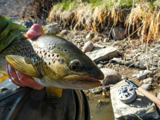 istock Trout Closeup Catch and Release Fishing 1219600509