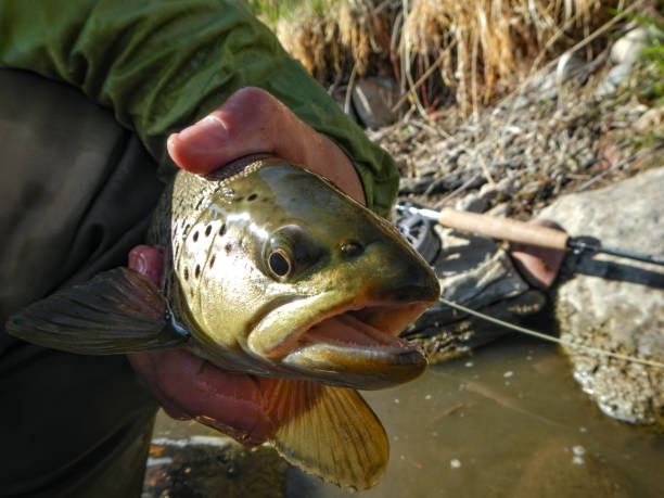 istock Trout Closeup Catch and Release Fishing 1219600578