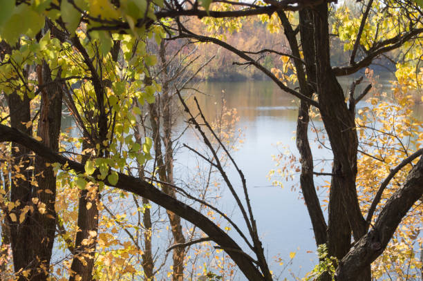 istock Pond in the autumn forest 1219600595