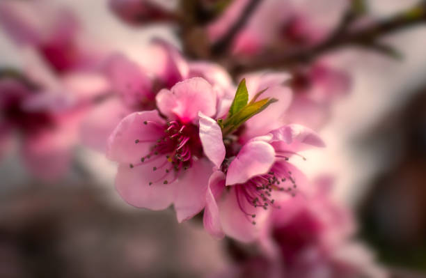 istock Fruit flowers or blossom on a branch in the spring 1219603682