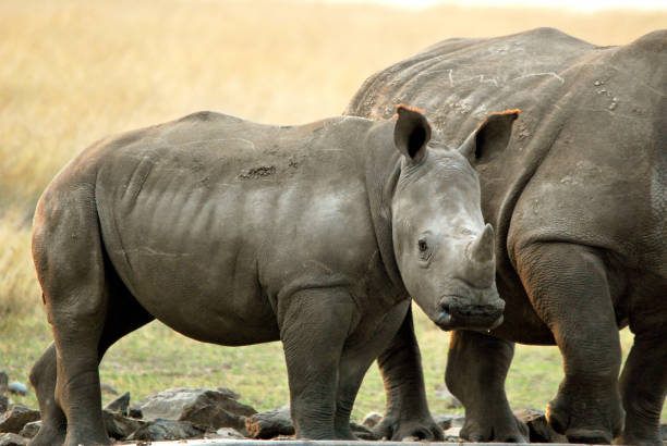 istock The baby rhino. 1219604180