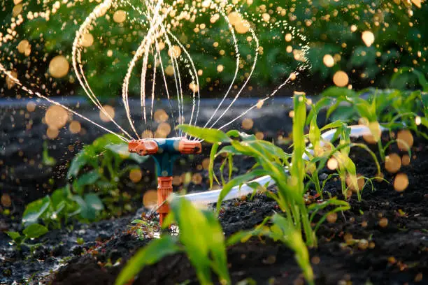 Drip irrigation system watering the garden. Mechanically automatic watering. Water consumption.