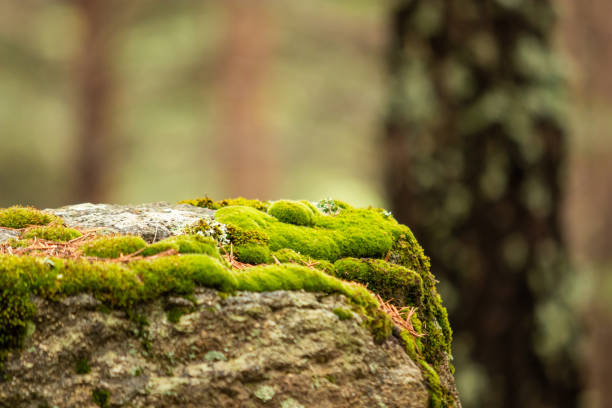 Pine trees forest, located near Lake Engolasters, in the Encamp parish of Andorra, is a lake formed in a glacial depression. It is located close to Andorra La Vella, the capital of Andorra.Shallow DOF