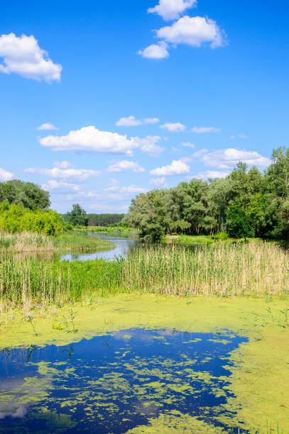istock Summer River Landscape at Sunny Day 1219608574