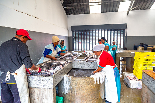 Santarem, Para, Brazil - Jan 18, 2024: Fishmongers at the Municipal Market. Local fish vendors display a array of freshly fish at the bustling market, offering the bounty of amazon rivers.