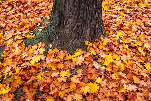 autumn leaves of trees in the park