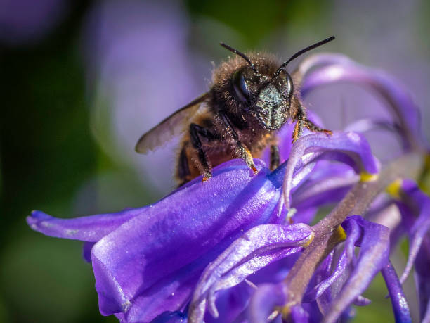istock Honey bee on a purple flower 1219608888