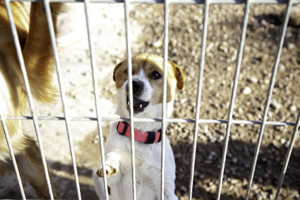 istock Abandoned hunting dog 1219609150