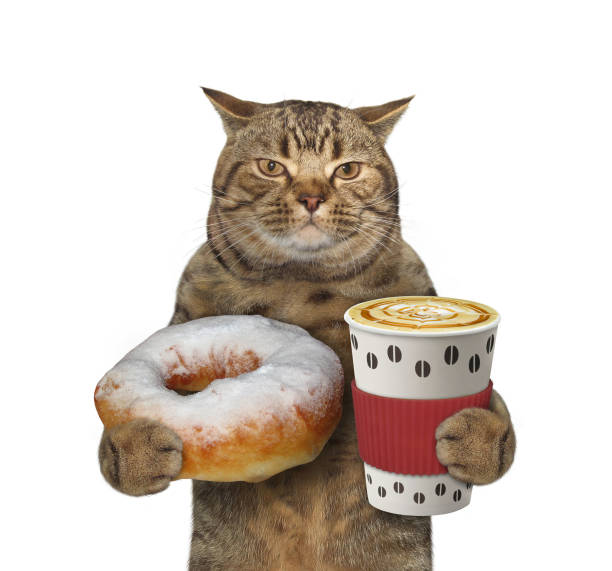 Cat likes to eat donuts