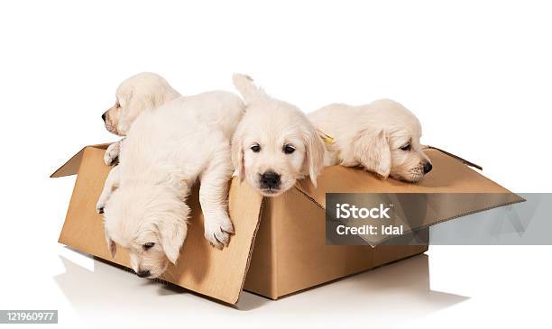 Golden Retriever Puppies Inside Cardboard Box Isolated Stock Photo - Download Image Now