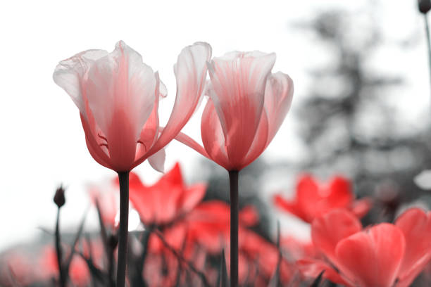 istock Spring tulips in the park, red, black, white 1219609998