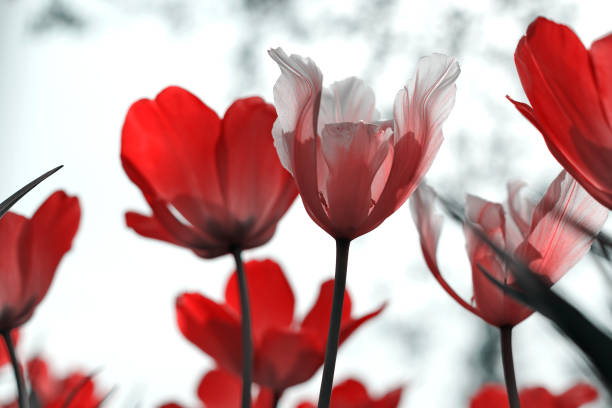 istock Spring tulips in the park, red, black, white 1219610053