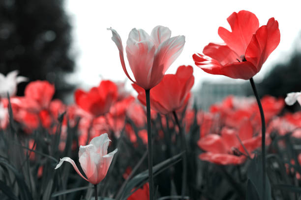 istock Spring tulips in the park, red, black, white 1219610085