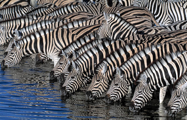 испытывающий жажду в виде зебр - mehrere tiere стоковые фото и изображения