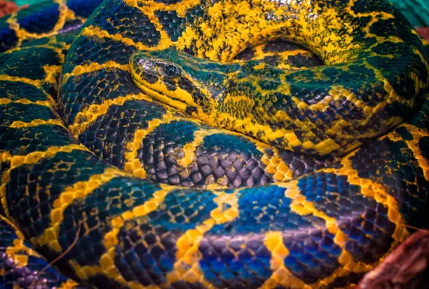 Photo of Paraguayan South or Yellow Anaconda is ringed by a ring